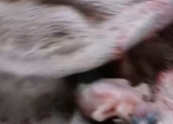 C0412023_Rescue baby sparrow fell out of nest #animals #animalsoftikt…