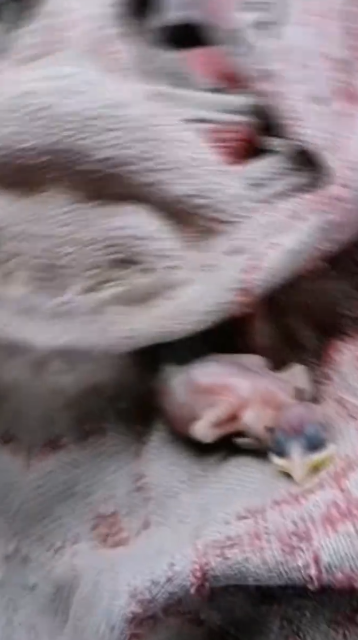 C0412023_Rescue baby sparrow fell out of nest #animals #animalsoftikt…