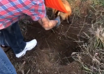 C0412024_Couple rescues poor fox stuck in fence #animals #animalsoftiktok #ani…