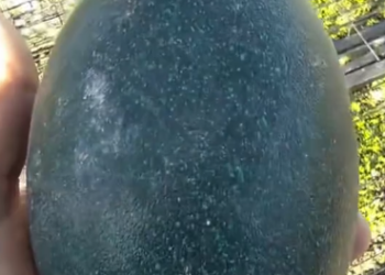 C0412025_Man brought home giant egg hatched it #animals #animalsoftiktok…