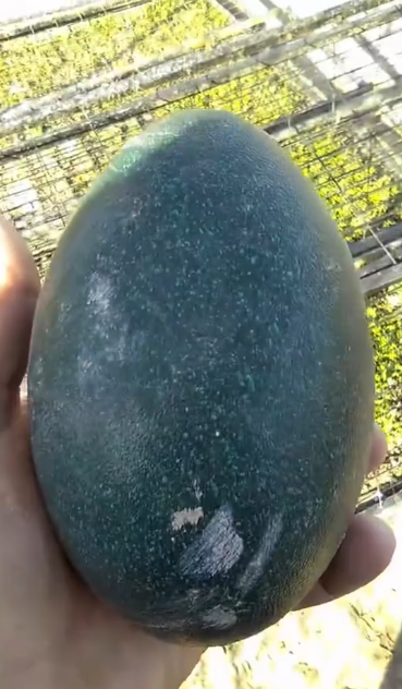 C0412025_Man brought home giant egg hatched it #animals #animalsoftiktok…