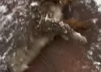 C0412026_Couple rescues frozen exotic puppy then #animals #animalsoftiktok…