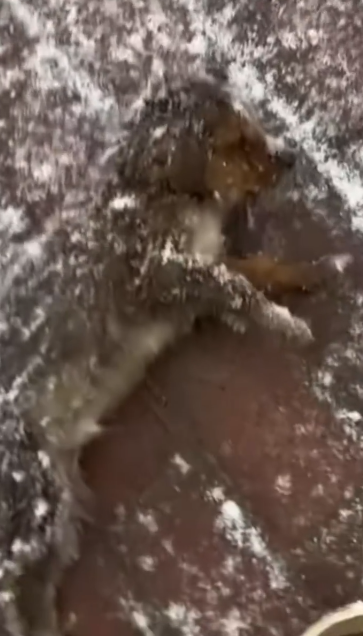 C0412026_Couple rescues frozen exotic puppy then #animals #animalsoftiktok…