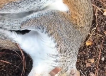 C0412027_Reviving sunstroke squirrel #animals #animalsoftiktok #animallover
