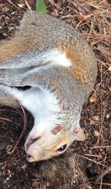 C0412027_Reviving sunstroke squirrel #animals #animalsoftiktok #animallover