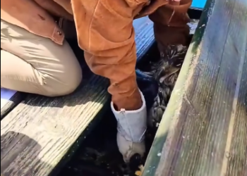 C0412029_Rescue trapped eagle then #animals #animalsoftiktok #animallover