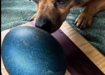 C0412030_Man brought home giant egg hatched it #animals #animalsoftiktok… (1)