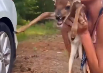 C0612001_Baby deer #deer #babydeer #deertiktok #animals #animalsoftiktok #anim…