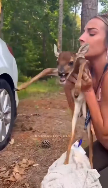 C0612001_Baby deer #deer #babydeer #deertiktok #animals #animalsoftiktok #anim…