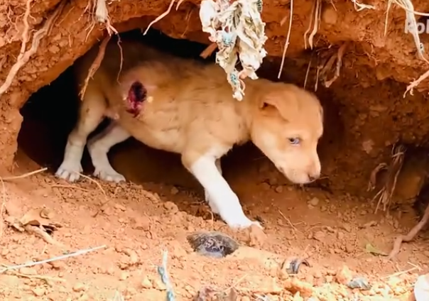 C0112009_A fragile life lying cold and weak #care #savealife_part2