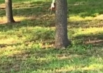 C0612002_family rescued baby deer swimming pool #deer #babydeer #deer…