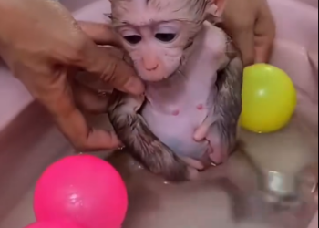 C0612003_Baby cute monkey #monkey #babymonkey #monkeysoftiktok #animals #anima…