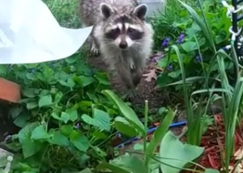 C0612004_man saves raccoon chooking then #raccoon #babyraccoon #rac…