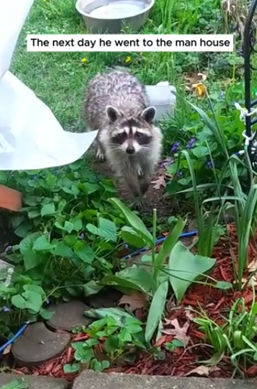 C0612004_man saves raccoon chooking then #raccoon #babyraccoon #rac…