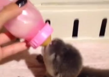 C0612005_Baby otter #otter #babyotter #ottersoftiktok #animals #animalsoftikto…