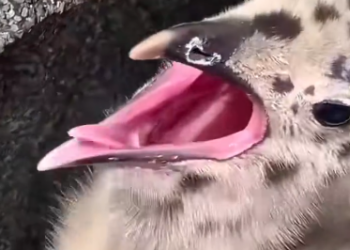 C0612006_family found lost baby seagull in their yard #seagull #babysea…