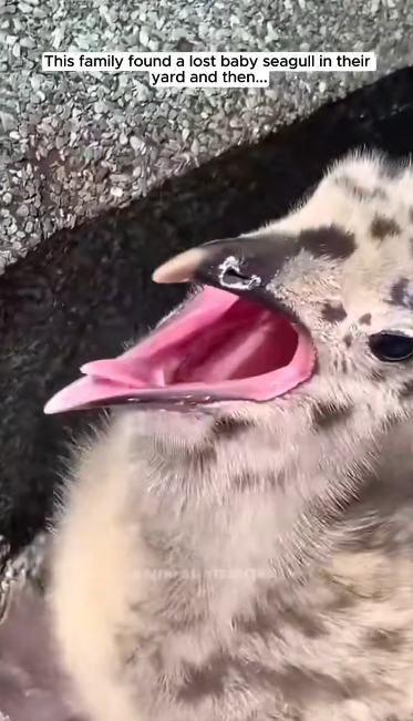 C0612006_family found lost baby seagull in their yard #seagull #babysea…