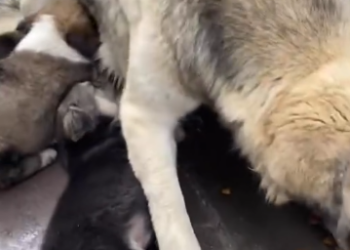 C0612007_You are brave mum Eat more #shortfilm #catsoftiktok #cat #catlover