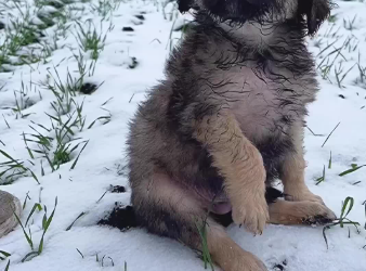 C0612008_Is very cold indeed #doglover #dogs #dogrescue #rescue #rescueani…