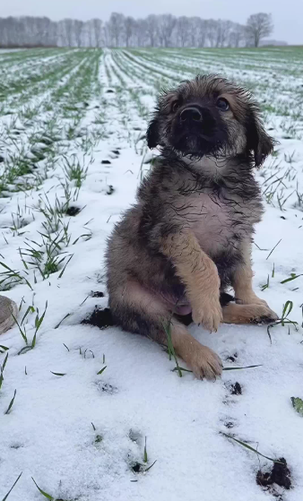 C0612008_Is very cold indeed #doglover #dogs #dogrescue #rescue #rescueani…