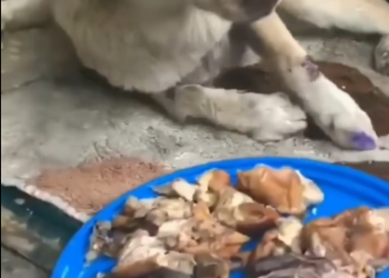 C0612009_He is ok now #doglover #dogs #dogrescue #rescue #rescueanimals #cat…