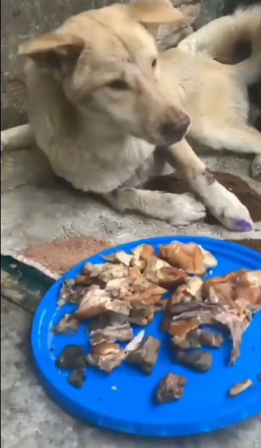 C0612009_He is ok now #doglover #dogs #dogrescue #rescue #rescueanimals #cat…