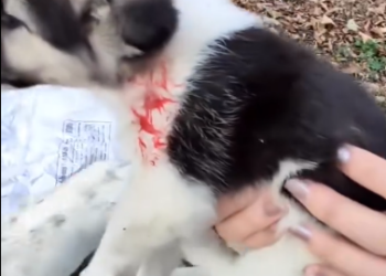 C0612010_He is ok now #doglover #dogs #dogrescue #rescue #rescueanimals #cat… (1)