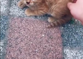 C0612011_Little baby Finally home #doglover #dogs #dogrescue #rescue #rescu…