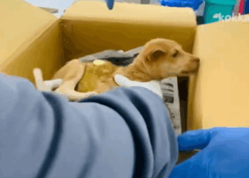 C0112010_This little creature crying for one last chance #helpinghands #urgentcall_part2