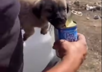 C0612012_Eat more Little baby #doglover #dogs #dogrescue #rescue #rescueani…