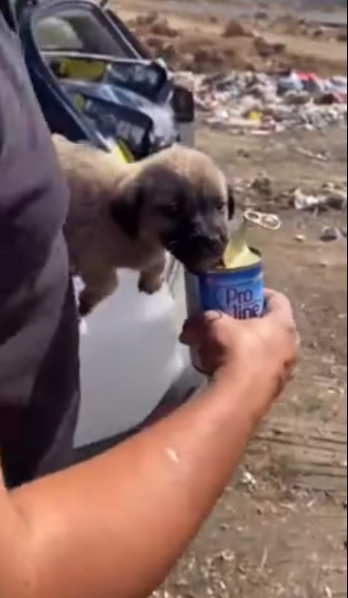 C0612012_Eat more Little baby #doglover #dogs #dogrescue #rescue #rescueani…