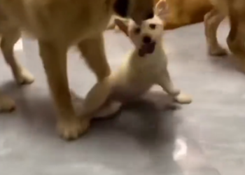 C0612013_he grew up Baby dog #doglover #dogs #dogrescue #rescue #rescueanim…