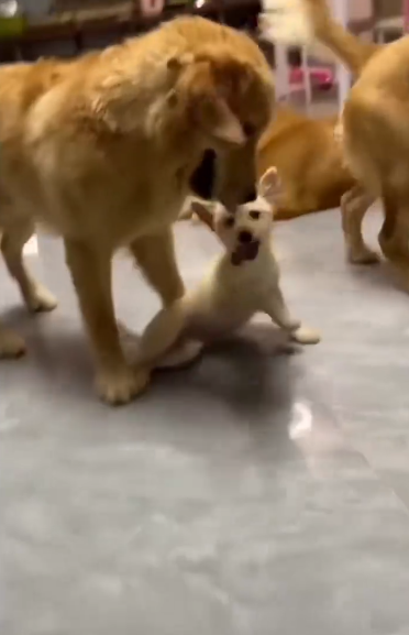 C0612013_he grew up Baby dog #doglover #dogs #dogrescue #rescue #rescueanim…