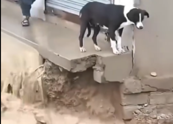 C0612014_Really kind man Please support #doglover #dogs #dogrescue #rescue