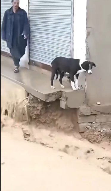 C0612014_Really kind man Please support #doglover #dogs #dogrescue #rescue