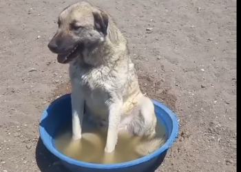 C0612015_is his first bath #doglover #dogs #dogrescue #rescue #rescueani…
