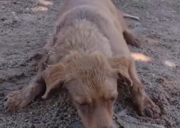 C0612016_Are you alright Baby dog #doglover #dogs #dogrescue #rescue #resc…