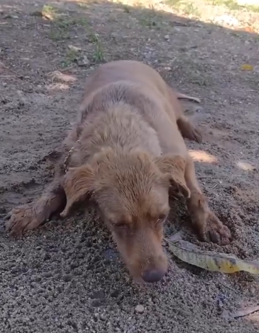 C0612016_Are you alright Baby dog #doglover #dogs #dogrescue #rescue #resc…