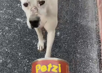 C0612017_You need to eat somethings baby #doglover #dogs #dogrescue #rescue