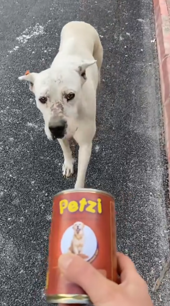 C0612017_You need to eat somethings baby #doglover #dogs #dogrescue #rescue