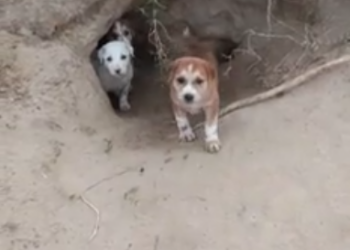 C0612018_Don be afraid Little babies #doglover #dogs #dogrescue #rescue