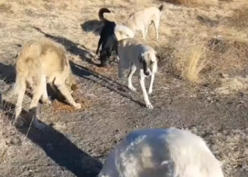 C0612019_Met him today! He has to go to doctor #doglover #dogs #dogrescue…