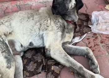 C0612020_Are you ok Baby think you need help #rescue #rescueanimals #ca…