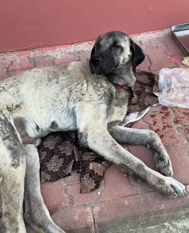 C0612020_Are you ok Baby think you need help #rescue #rescueanimals #ca…