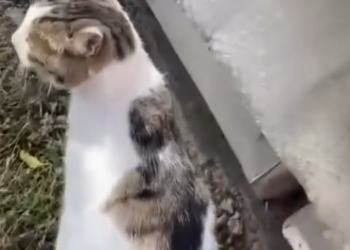 C0612021_Why do you walk like little baby you need to see doctor #dog…