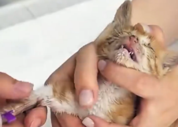 C0801028_met wounded kitten in park, it looked very badly injured….