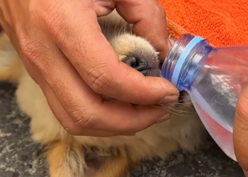 C0801029_man rescue dog on highway #rescue