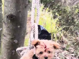 C0801030_Rescue puppy #rescue #rescueanimals #rescu…