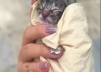 C0901001_Rescue kitten #rescue