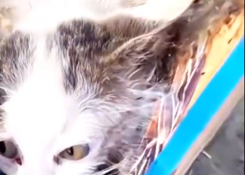 C0901002_rescue kitten landfill #animalsoftiktok #rescueanimals #puppy #cat #rescuecat #rescue